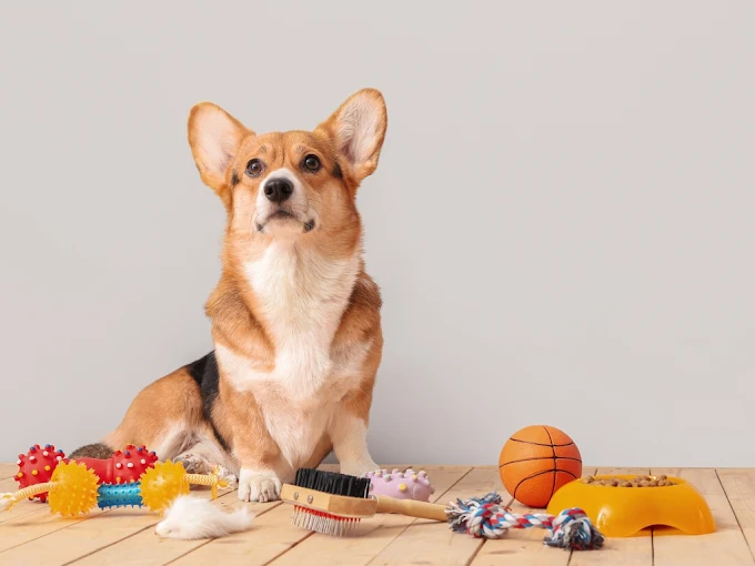 final image grooming.webp